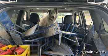 Yellowknife veterinarian helps pets flee fires, supports animals left behind