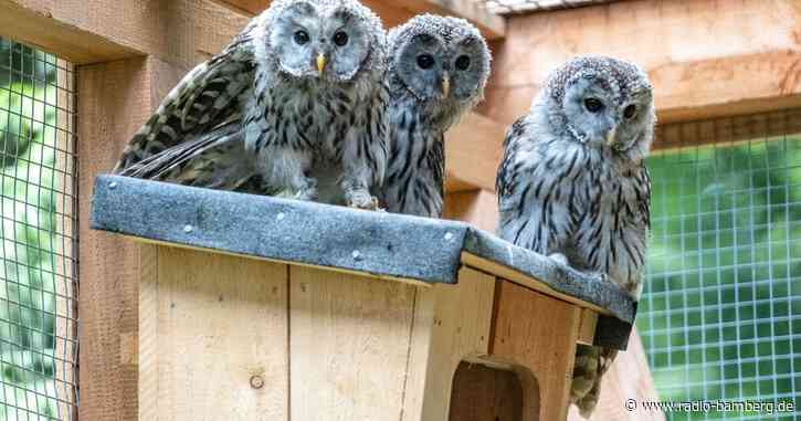 20 Habichtskäuze ausgewildert