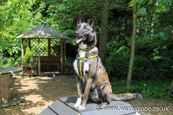 Wirral Globe dog of the week: Gorgeous Yassi needs you