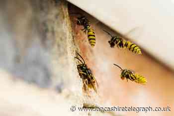 Wasps: Gardening experts urge Brits to avoid TikTok petrol hack