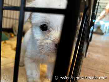'Born again in dogs': How Clear the Shelters became a year-round mission for animal lovers
