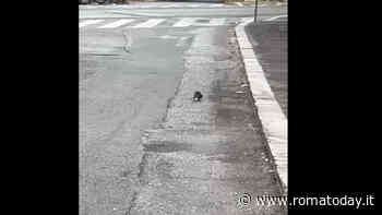 Torpignattara invasa dai topi: dai cassonetti fino a dentro alle case