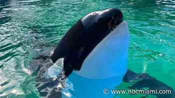 The legacy and controversy of Lolita: Remembering Miami Seaquarium's beloved killer whale