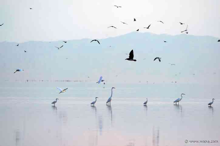 A power outage in New Jersey was due to an unlikely culprit: a fish likely put there by a bird