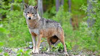 Nach Riss bei Weil der Stadt: Der Wolf im Gäu: Gibt es neue Hinweise?