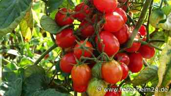 Warum Sie Ihre Tomatenpflanzen mit verdünntem Salzwasser gießen sollten