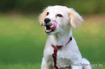 Wie können „Problemhunde“ resozialisiert werden?