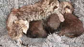 Katzenbabys in Militärfahrzeug gefunden: Von der Mutter fehlt jede Spur