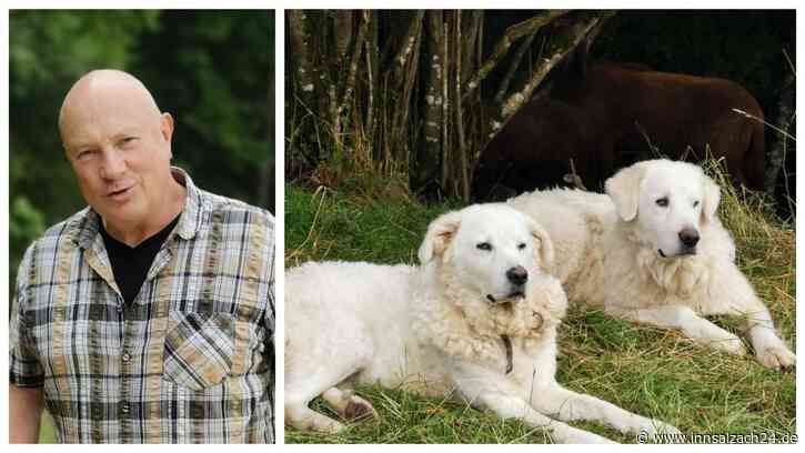 Wolfsabwehr auf vier Pfoten: „Die Gesellschaft ist nicht bereit für Herdenschutzhunde“