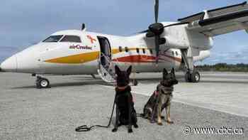 Dogs flown in to search for unmarked graves in Cree territory