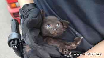 Katzenbaby aus Motorraum gerettet – warum sie sich oft an ungewöhnlichen Orten verstecken