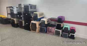 Coughs and sore paws: How rescue organizations are saving pets from wildfires