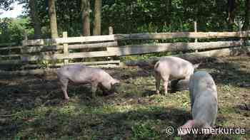 EU will Anteil von 25 Prozent Bioprodukten: Diese Gefahren stecken in dem Plan