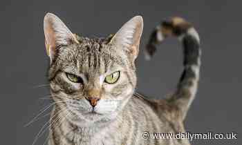 Cool cats ARE harder to read than dogs: Pet owners can recognise more emotions in man's best friend than in our feline pals, study finds