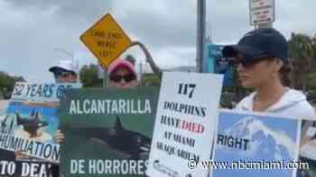 Animal rights activists voice frustrations at Miami Seaquarium after death of killer whale Lolita