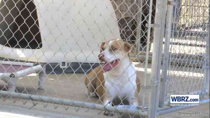 Animal shelter pleading for fosters ahead of scorching temperatures