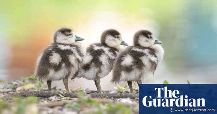 Melbourne man charged with lighting fires had ducklings in his underwear, police allege