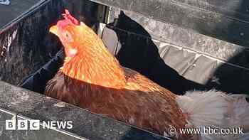 Chicken rescued after being found in Chelmsford park bin