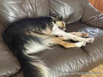 Dogs Trust's urgent appeal for Wirral foster carers