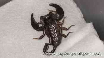 Exotischer Fund im Hausflur: Mann fängt giftigen Skorpion ein