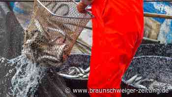 WWF: Zustand der Fischbestände in Nord- und Ostsee schlecht