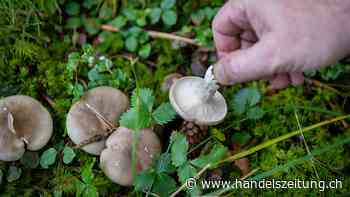 Pilzexpertin: "Für die Hochsaison im Herbst ist alles offen"