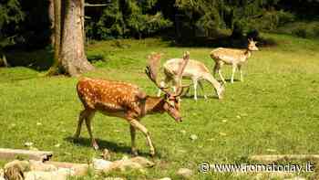 I daini morti a Fregene e la psicosi "super lupo" che in realtà non esiste