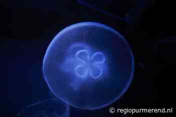 Zeldzame zoetwaterkwalletjes gespot bij Hemmeland