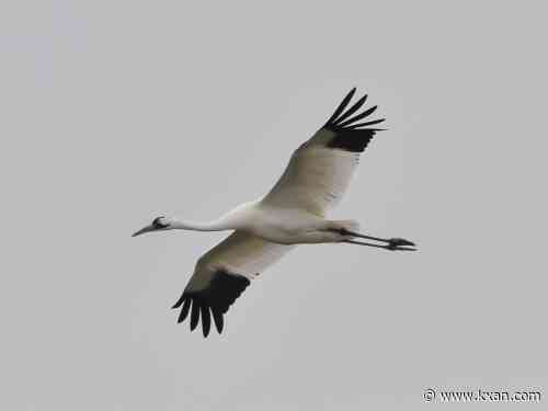 PHOTOS: Endangered species found in Central Texas