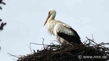 Kein einziger Jungstorch: Mestlin verzeichnet trauriges Storchenjahr 2023