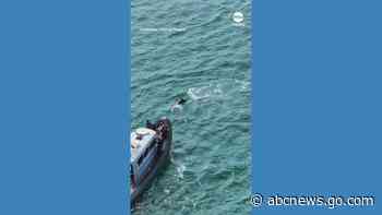 WATCH:  Bottlenose dolphins spotted in rare visit off English coast