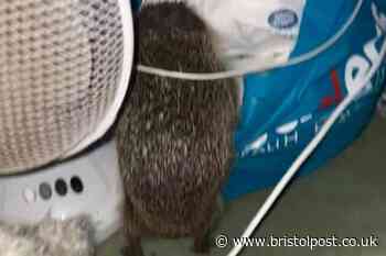 Hooligan hedgehog caught red-handed rifling through clothes bag in woman's bedroom - after hauling itself up staircase