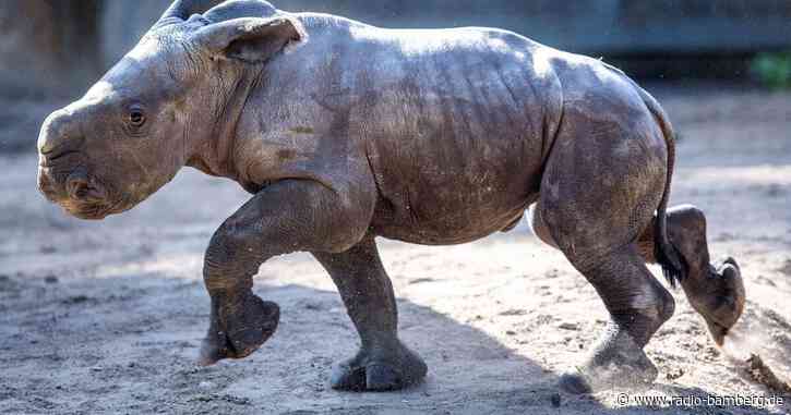 Breitmaulnashorn-Baby erobert Außengehege