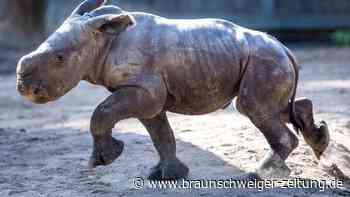 Breitmaulnashorn-Baby erobert Außengehege