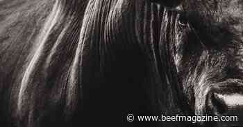 Select Sires Inc. and STgen sign a letter of intent