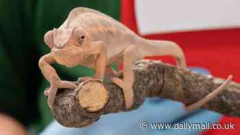 Lions and tigers, and bears (and a chameleon called Peachy!): Zookeepers at Whipsnade Zoo start their annual stocktake of over 11,000 animals