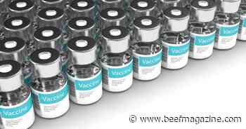 K-State to develop vaccines for cattle, swine diseases with new grants