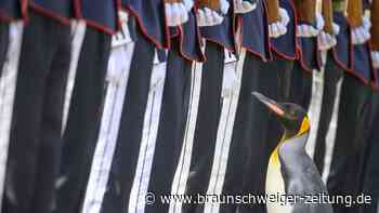 Pinguin in Schottland zum Generalmajor befördert