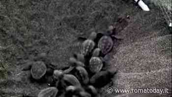 Tartarughe marine, filmata la prima schiusa ad Ostia. Sono già decine i nuovi nati