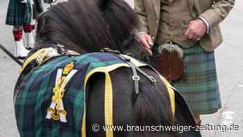 König Charles und das besondere Shetlandpony