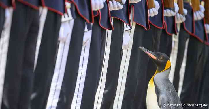 Pinguin in Schottland zum Generalmajor befördert
