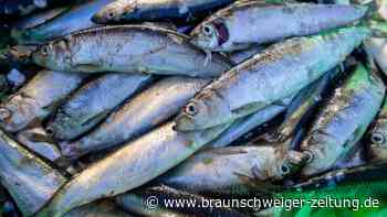 Fischerei: Steigender Umsatz trotz geringer Fangmengen
