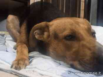 "Voleva giocare con loro": cane massacrato di botte e accoltellato
