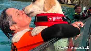 Splash Dog per la Giornata Mondiale del Cane a Zoomarine