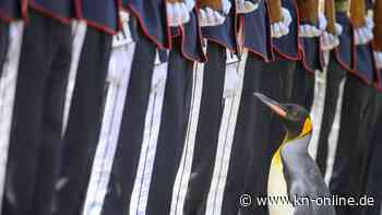 Schottland: Pinguin zum Generalmajor des norwegischen Militärs befördert