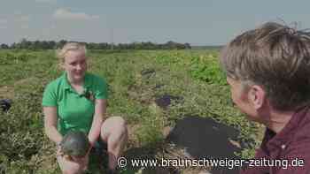Zu Besuch auf dem Melonen-Acker bei Wolfenbüttel