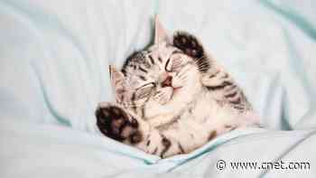 REM vs. Deep Sleep: Why These Are The Most Critical Stages For Restorative Sleep     - CNET