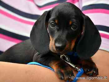 Cosa succede l'ex si porta via il cucciolo? Ecco le sentenze 