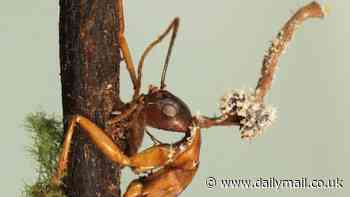 Zombie fungus devouring an ant from the inside out wins Ecology and Evolution contest with 'wonder of nature' theme