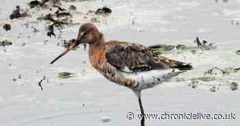 Rare wading bird with one leg spotted at Northumberland nature reserve